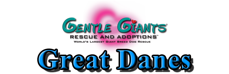 Shelties at Gentle Giants Rescue and Adoptions